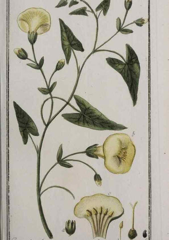 Reproducción/Reproduction 47179373781: Icones plantarum medicinalium.. Nürnberg :auf Kosten der Raspischen Buchhandlung,1779-1790. 