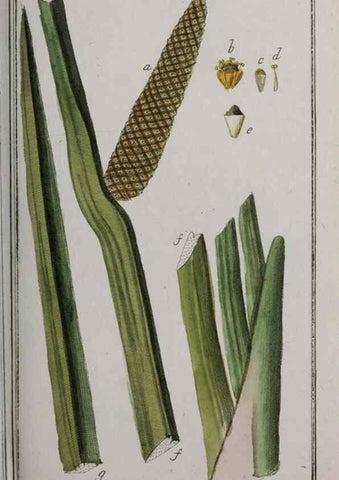 Reproducción/Reproduction 47179365471: Icones plantarum medicinalium.. Nürnberg :auf Kosten der Raspischen Buchhandlung,1779-1790. 