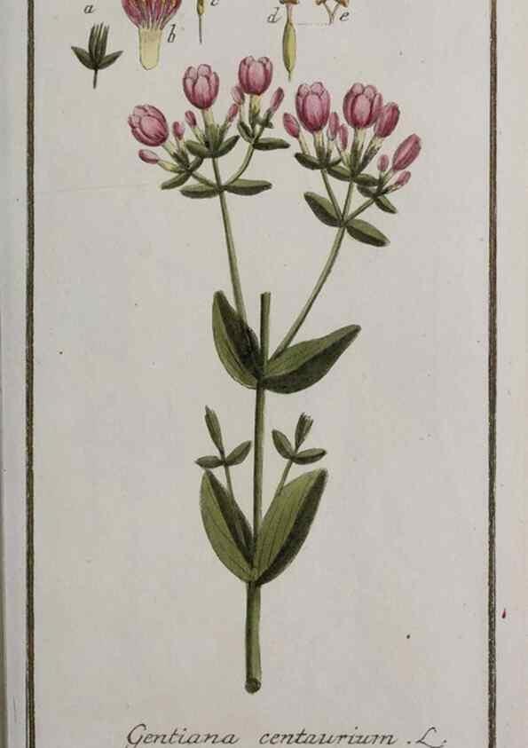Reproducción/Reproduction 46265024245: Icones plantarum medicinalium.. Nürnberg :auf Kosten der Raspischen Buchhandlung,1779-1790. 