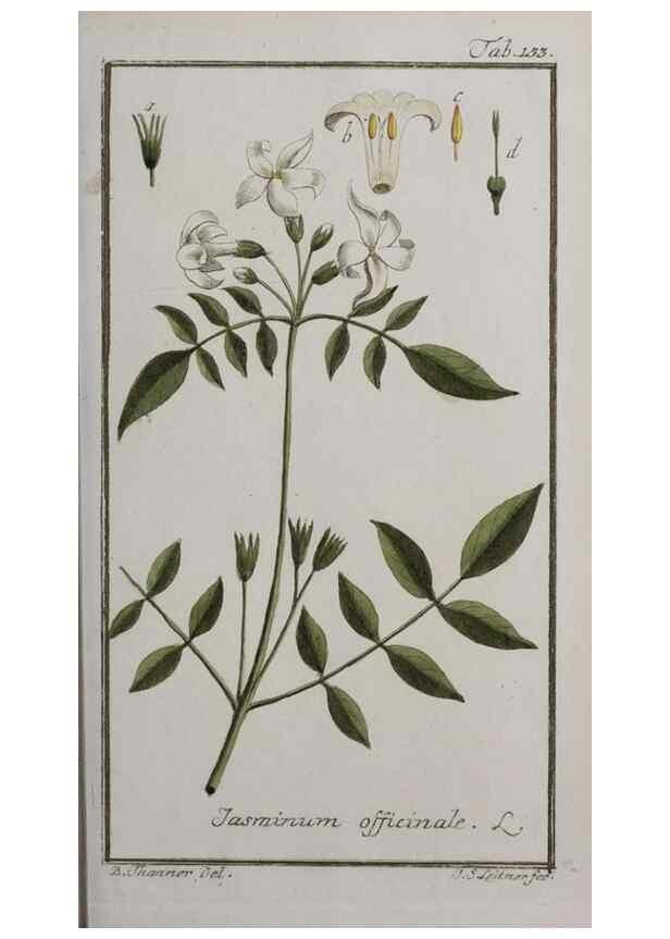 Reproducción/Reproduction 46265023455: Icones plantarum medicinalium.. Nürnberg :auf Kosten der Raspischen Buchhandlung,1779-1790. 