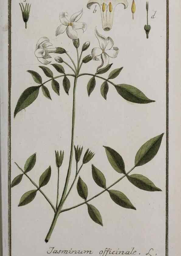 Reproducción/Reproduction 46265023455: Icones plantarum medicinalium.. Nürnberg :auf Kosten der Raspischen Buchhandlung,1779-1790. 