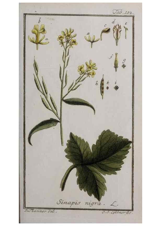 Reproducción/Reproduction 46265022835: Icones plantarum medicinalium.. Nürnberg :auf Kosten der Raspischen Buchhandlung,1779-1790. 