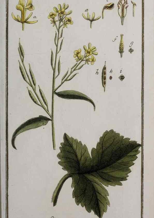 Reproducción/Reproduction 46265022835: Icones plantarum medicinalium.. Nürnberg :auf Kosten der Raspischen Buchhandlung,1779-1790. 