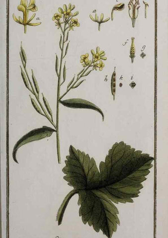 Reproducción/Reproduction 46265022835: Icones plantarum medicinalium.. Nürnberg :auf Kosten der Raspischen Buchhandlung,1779-1790. 