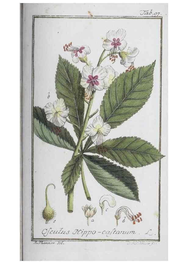 Reproducción/Reproduction 47127189852: Icones plantarum medicinalium.. Nürnberg :auf Kosten der Raspischen Buchhandlung,1779-1790. 