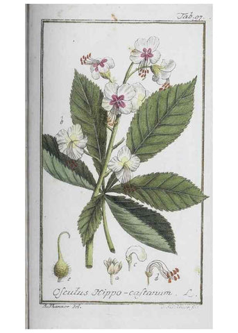 Reproducción/Reproduction 47127189852: Icones plantarum medicinalium.. Nürnberg :auf Kosten der Raspischen Buchhandlung,1779-1790. 