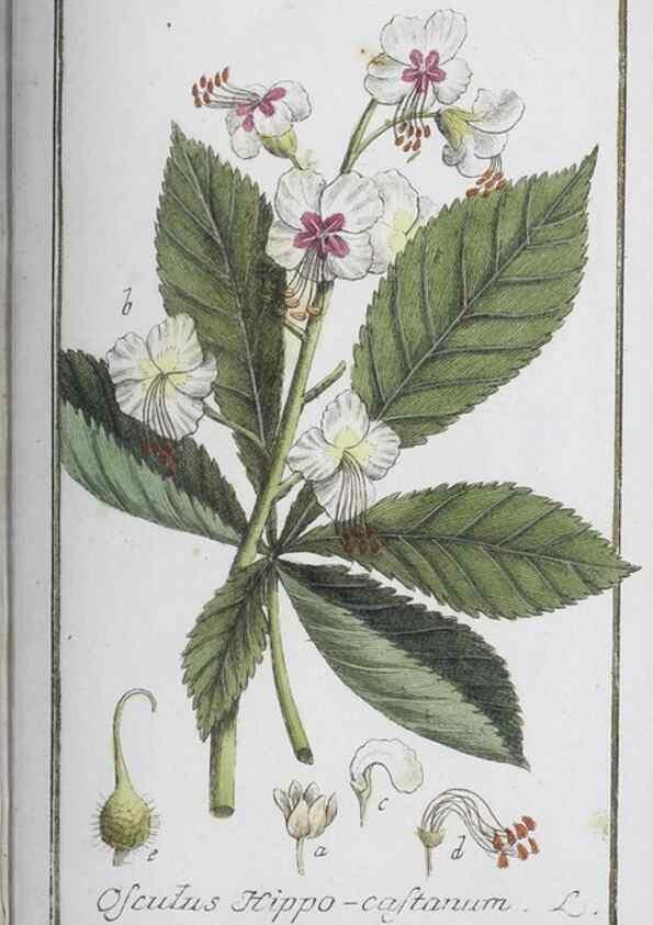 Reproducción/Reproduction 47127189852: Icones plantarum medicinalium.. Nürnberg :auf Kosten der Raspischen Buchhandlung,1779-1790. 