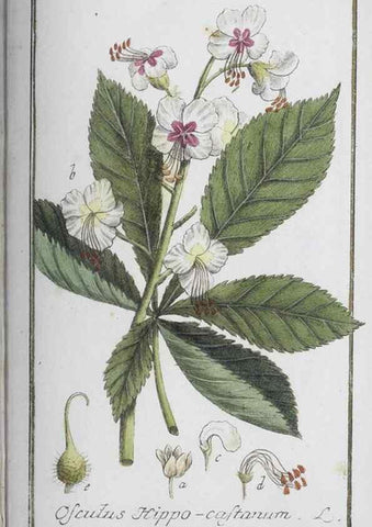 Reproducción/Reproduction 47127189852: Icones plantarum medicinalium.. Nürnberg :auf Kosten der Raspischen Buchhandlung,1779-1790. 