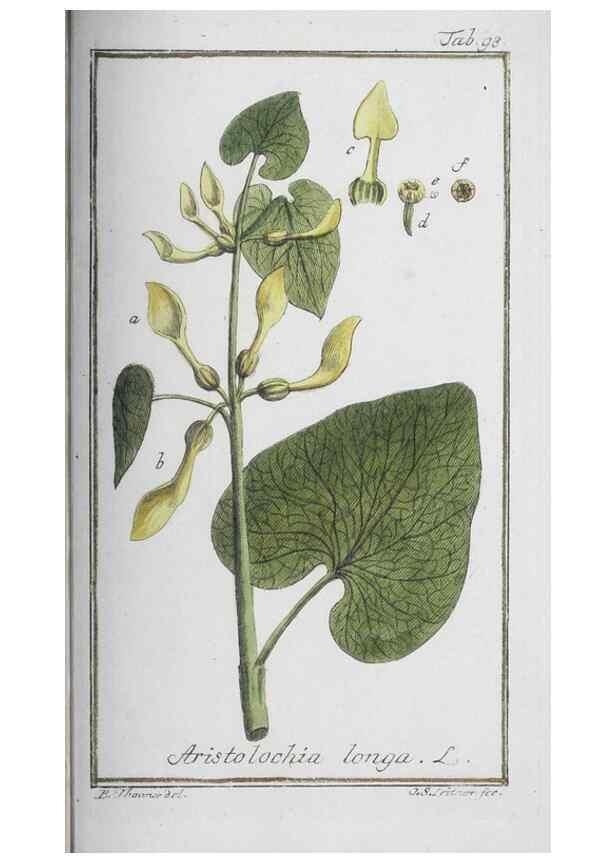 Reproducción/Reproduction 40214195713: Icones plantarum medicinalium.. Nürnberg :auf Kosten der Raspischen Buchhandlung,1779-1790. 