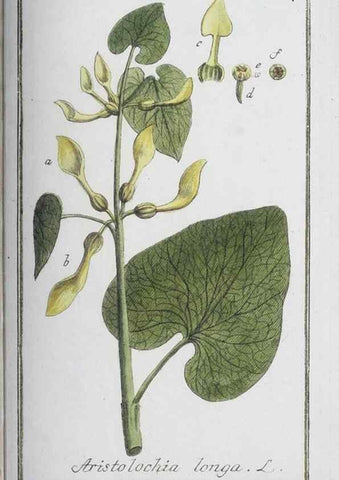 Reproducción/Reproduction 40214195713: Icones plantarum medicinalium.. Nürnberg :auf Kosten der Raspischen Buchhandlung,1779-1790. 