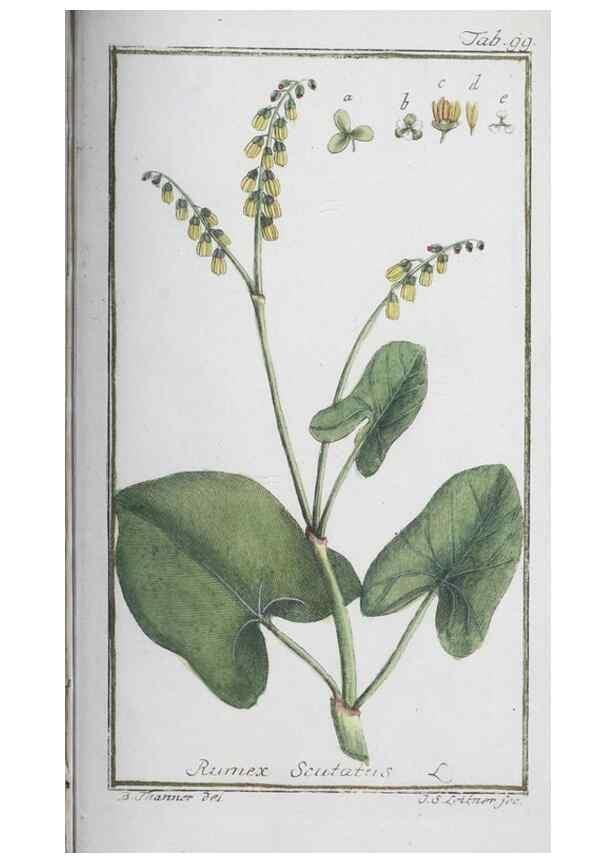 Reproducción/Reproduction 32237291147: Icones plantarum medicinalium.. Nürnberg :auf Kosten der Raspischen Buchhandlung,1779-1790. 