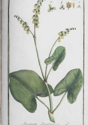 Reproducción/Reproduction 32237291147: Icones plantarum medicinalium.. Nürnberg :auf Kosten der Raspischen Buchhandlung,1779-1790. 