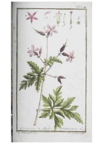 Reproducción/Reproduction 46455524184: Icones plantarum medicinalium.. Nürnberg :auf Kosten der Raspischen Buchhandlung,1779-1790. 