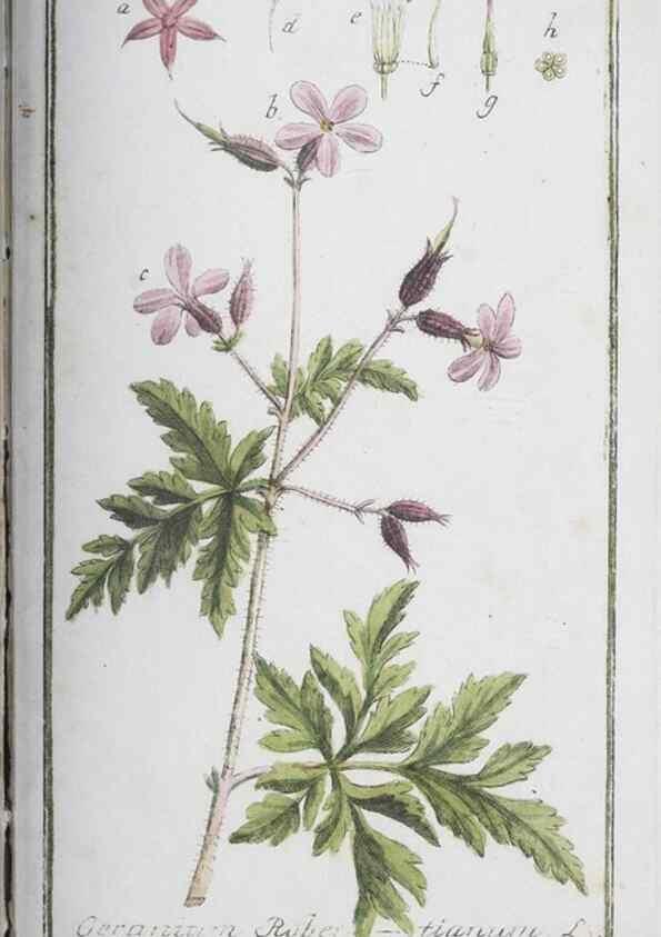 Reproducción/Reproduction 46455524184: Icones plantarum medicinalium.. Nürnberg :auf Kosten der Raspischen Buchhandlung,1779-1790. 