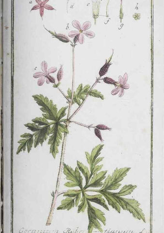 Reproducción/Reproduction 46455524184: Icones plantarum medicinalium.. Nürnberg :auf Kosten der Raspischen Buchhandlung,1779-1790. 