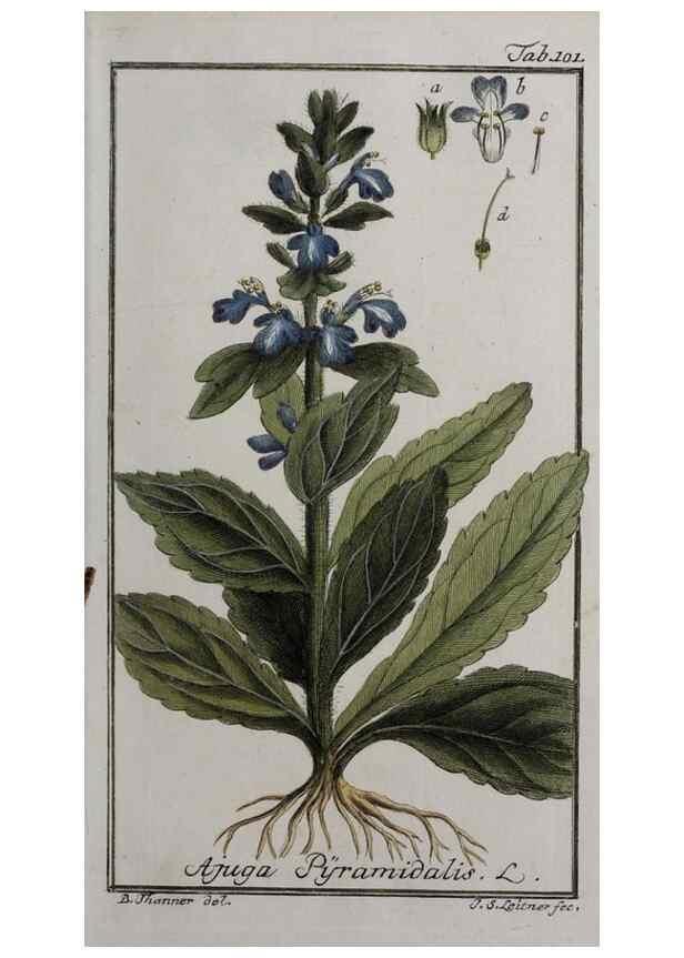 Reproducción/Reproduction 46264987315: Icones plantarum medicinalium.. Nürnberg :auf Kosten der Raspischen Buchhandlung,1779-1790. 
