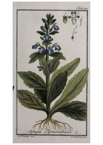 Reproducción/Reproduction 46264987315: Icones plantarum medicinalium.. Nürnberg :auf Kosten der Raspischen Buchhandlung,1779-1790. 
