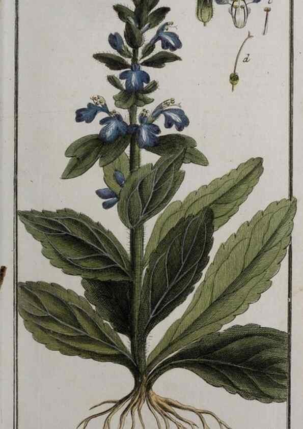 Reproducción/Reproduction 46264987315: Icones plantarum medicinalium.. Nürnberg :auf Kosten der Raspischen Buchhandlung,1779-1790. 