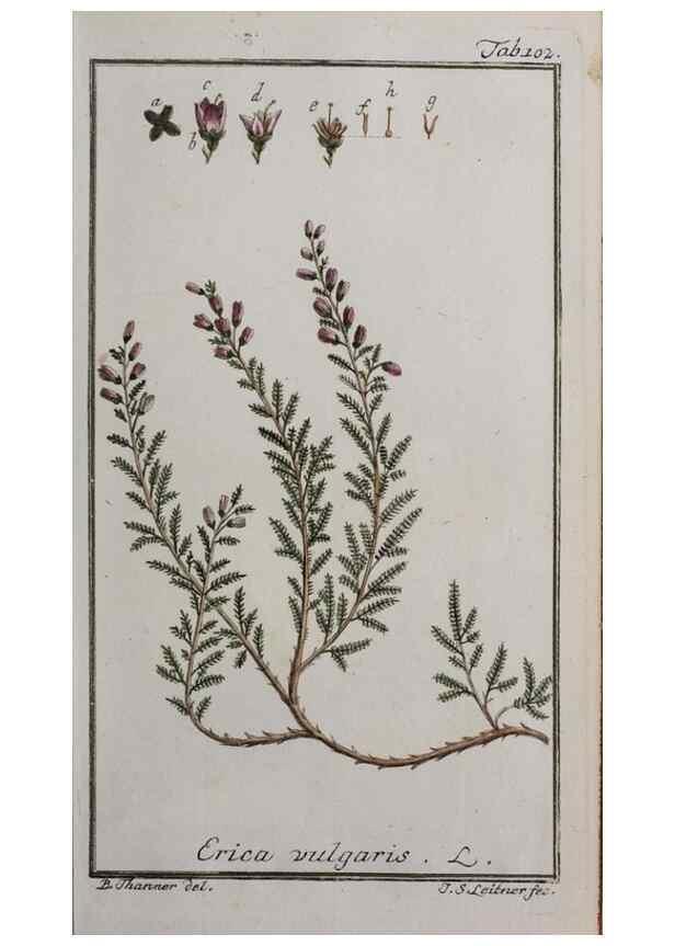 Reproducción/Reproduction 46264987905: Icones plantarum medicinalium.. Nürnberg :auf Kosten der Raspischen Buchhandlung,1779-1790. 