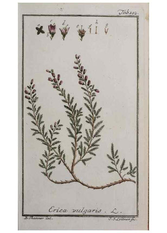 Reproducción/Reproduction 46264987905: Icones plantarum medicinalium.. Nürnberg :auf Kosten der Raspischen Buchhandlung,1779-1790. 