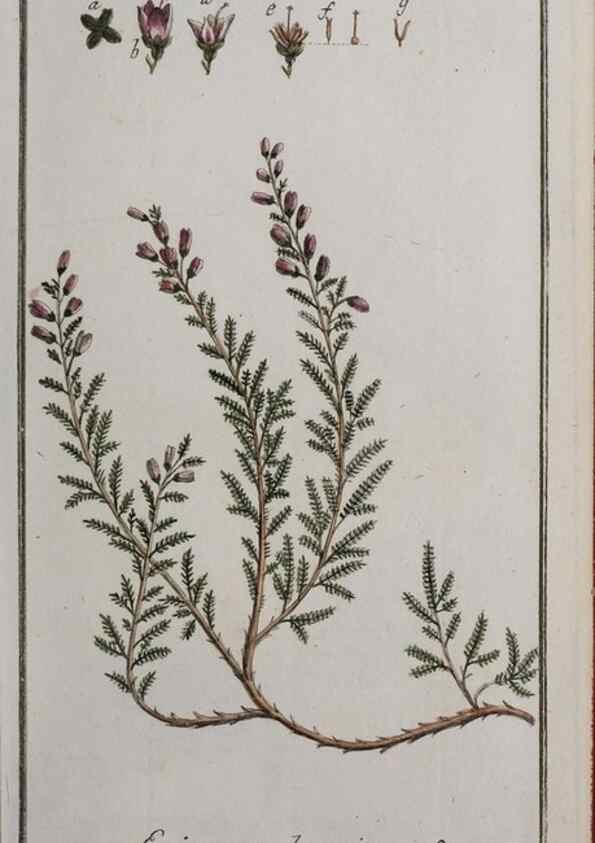 Reproducción/Reproduction 46264987905: Icones plantarum medicinalium.. Nürnberg :auf Kosten der Raspischen Buchhandlung,1779-1790. 