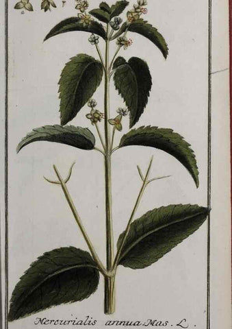Reproducción/Reproduction 33303898818: Icones plantarum medicinalium.. Nürnberg :auf Kosten der Raspischen Buchhandlung,1779-1790. 