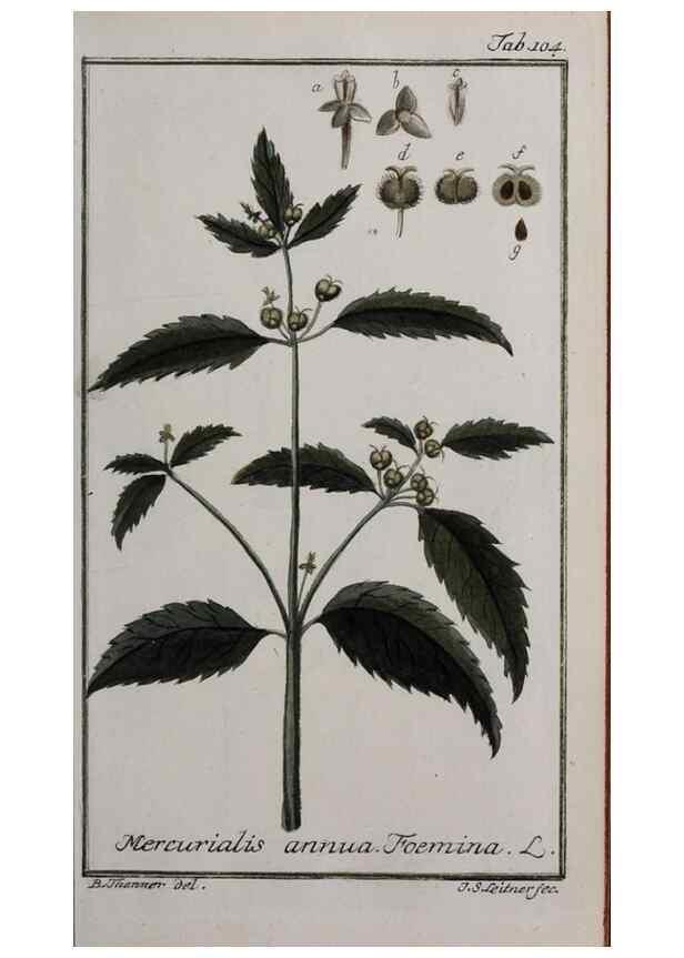 Reproducción/Reproduction 46264989055: Icones plantarum medicinalium.. Nürnberg :auf Kosten der Raspischen Buchhandlung,1779-1790. 