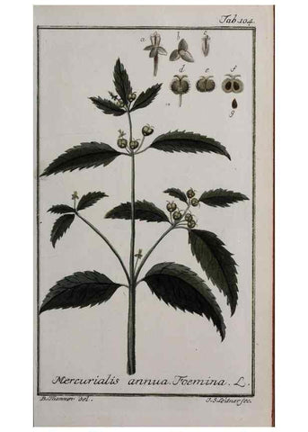 Reproducción/Reproduction 46264989055: Icones plantarum medicinalium.. Nürnberg :auf Kosten der Raspischen Buchhandlung,1779-1790. 