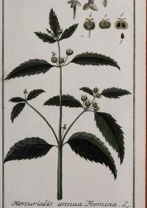 Reproducción/Reproduction 46264989055: Icones plantarum medicinalium.. Nürnberg :auf Kosten der Raspischen Buchhandlung,1779-1790. 