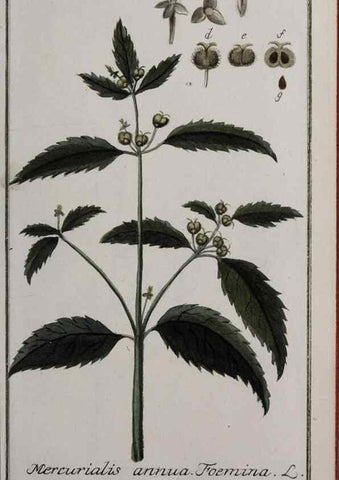 Reproducción/Reproduction 46264989055: Icones plantarum medicinalium.. Nürnberg :auf Kosten der Raspischen Buchhandlung,1779-1790. 