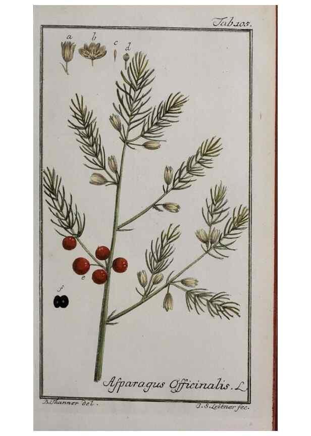 Reproducción/Reproduction 32237408077: Icones plantarum medicinalium.. Nürnberg :auf Kosten der Raspischen Buchhandlung,1779-1790. 