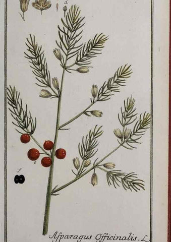 Reproducción/Reproduction 32237408077: Icones plantarum medicinalium.. Nürnberg :auf Kosten der Raspischen Buchhandlung,1779-1790. 