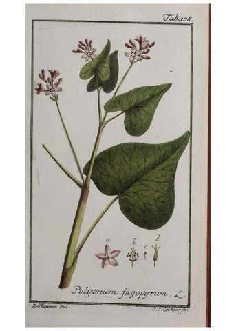 Reproducción/Reproduction 46455653524: Icones plantarum medicinalium.. Nürnberg :auf Kosten der Raspischen Buchhandlung,1779-1790. 
