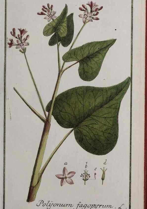 Reproducción/Reproduction 46455653524: Icones plantarum medicinalium.. Nürnberg :auf Kosten der Raspischen Buchhandlung,1779-1790. 