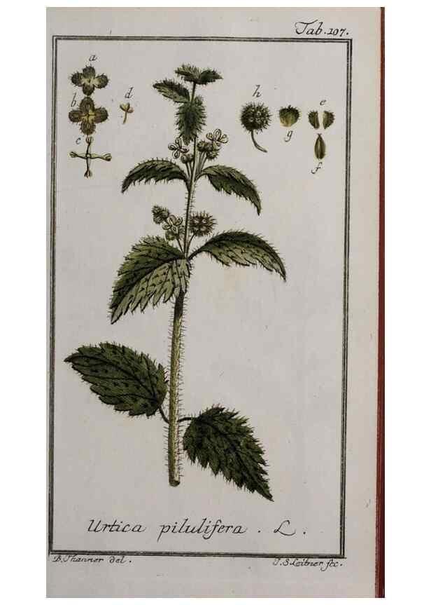 Reproducción/Reproduction 46264991055: Icones plantarum medicinalium.. Nürnberg :auf Kosten der Raspischen Buchhandlung,1779-1790. 