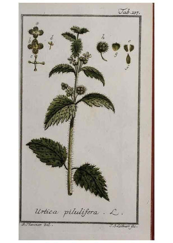 Reproducción/Reproduction 46264991055: Icones plantarum medicinalium.. Nürnberg :auf Kosten der Raspischen Buchhandlung,1779-1790. 