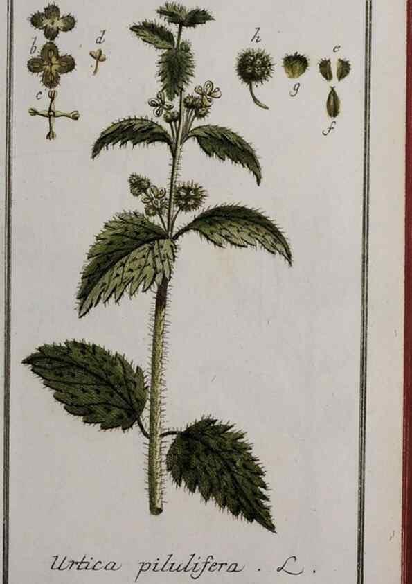 Reproducción/Reproduction 46264991055: Icones plantarum medicinalium.. Nürnberg :auf Kosten der Raspischen Buchhandlung,1779-1790. 