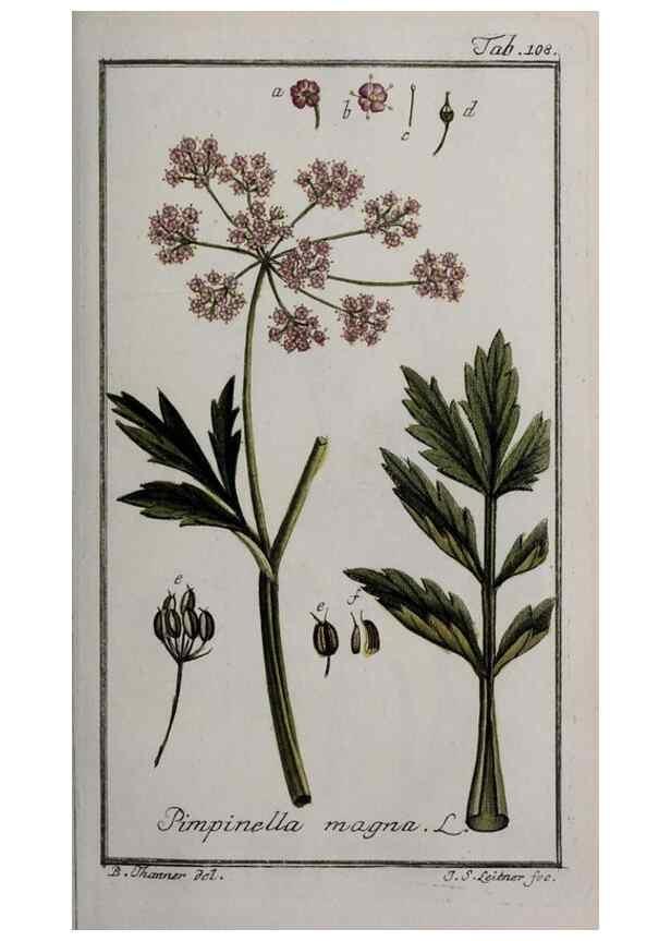Reproducción/Reproduction 46264991595: Icones plantarum medicinalium.. Nürnberg :auf Kosten der Raspischen Buchhandlung,1779-1790. 