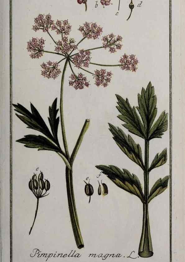 Reproducción/Reproduction 46264991595: Icones plantarum medicinalium.. Nürnberg :auf Kosten der Raspischen Buchhandlung,1779-1790. 