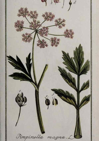 Reproducción/Reproduction 46264991595: Icones plantarum medicinalium.. Nürnberg :auf Kosten der Raspischen Buchhandlung,1779-1790. 