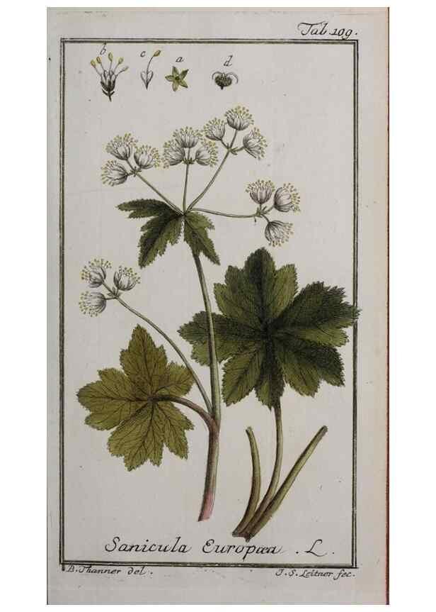 Reproducción/Reproduction 32237411857: Icones plantarum medicinalium.. Nürnberg :auf Kosten der Raspischen Buchhandlung,1779-1790. 