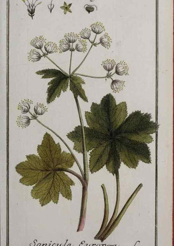 Reproducción/Reproduction 32237411857: Icones plantarum medicinalium.. Nürnberg :auf Kosten der Raspischen Buchhandlung,1779-1790. 