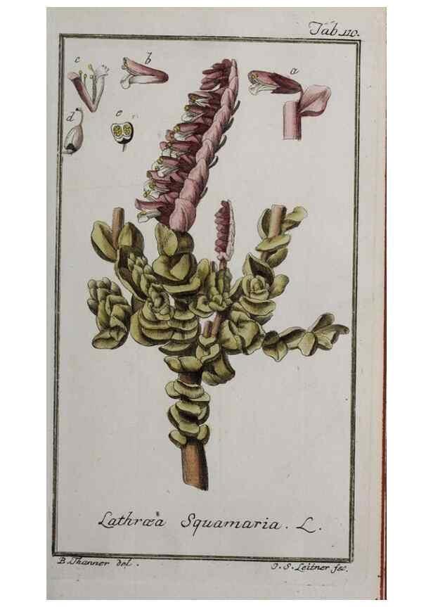 Reproducción/Reproduction 47127332692: Icones plantarum medicinalium.. Nürnberg :auf Kosten der Raspischen Buchhandlung,1779-1790. 
