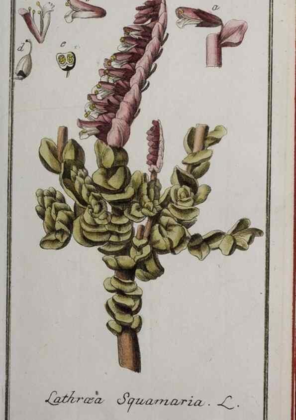 Reproducción/Reproduction 47127332692: Icones plantarum medicinalium.. Nürnberg :auf Kosten der Raspischen Buchhandlung,1779-1790. 