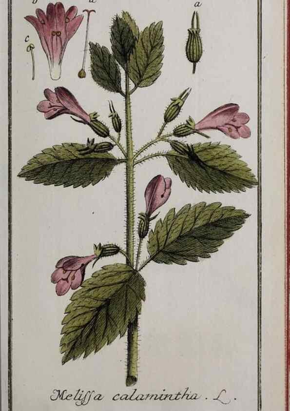 Reproducción/Reproduction 33303904698: Icones plantarum medicinalium.. Nürnberg :auf Kosten der Raspischen Buchhandlung,1779-1790. 