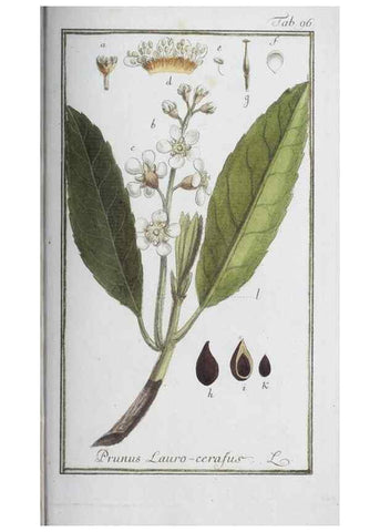 Reproducción/Reproduction 46455522364: Icones plantarum medicinalium.. Nürnberg :auf Kosten der Raspischen Buchhandlung,1779-1790. 