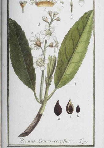 Reproducción/Reproduction 46455522364: Icones plantarum medicinalium.. Nürnberg :auf Kosten der Raspischen Buchhandlung,1779-1790. 