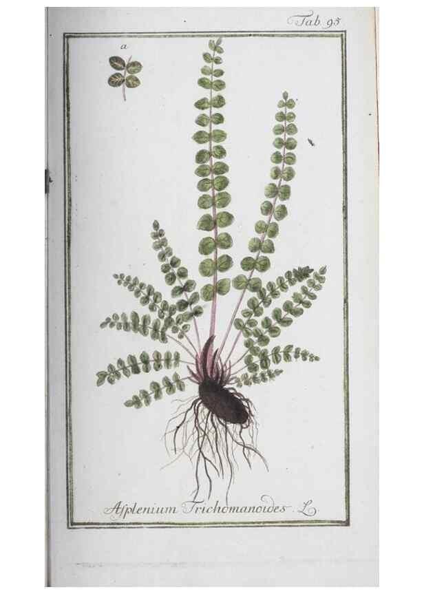 Reproducción/Reproduction 47127188612: Icones plantarum medicinalium.. Nürnberg :auf Kosten der Raspischen Buchhandlung,1779-1790. 