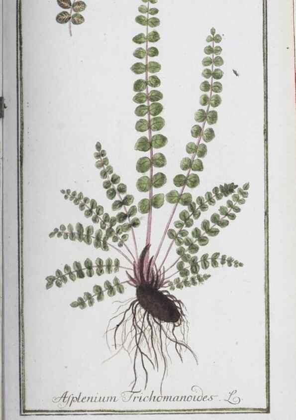 Reproducción/Reproduction 47127188612: Icones plantarum medicinalium.. Nürnberg :auf Kosten der Raspischen Buchhandlung,1779-1790. 