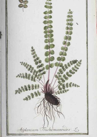 Reproducción/Reproduction 47127188612: Icones plantarum medicinalium.. Nürnberg :auf Kosten der Raspischen Buchhandlung,1779-1790. 